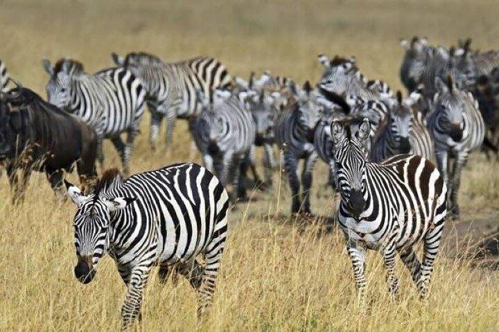Gruppo che si unisce Safari notturno ad Amboseli