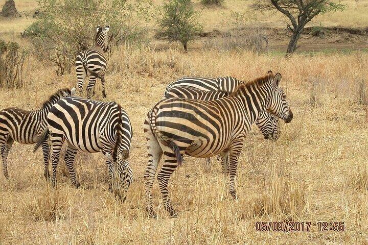 Gruppo che si unisce Safari notturno ad Amboseli
