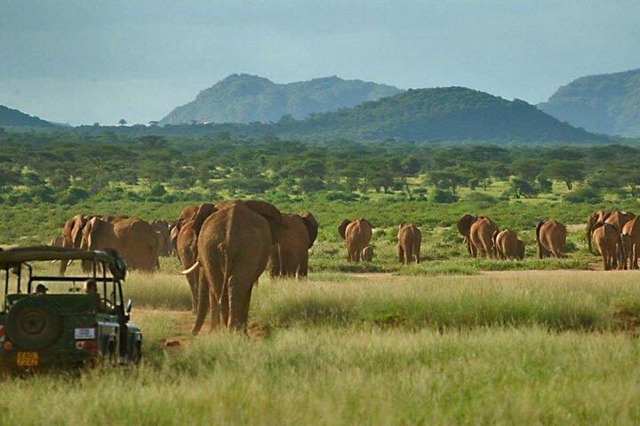 4 Days Ol Pejeta and Samburu National Reserve Safari