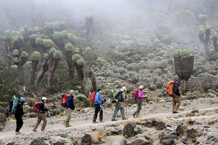 Climb Kilimanjaro - Marangu Route 8 Day Program