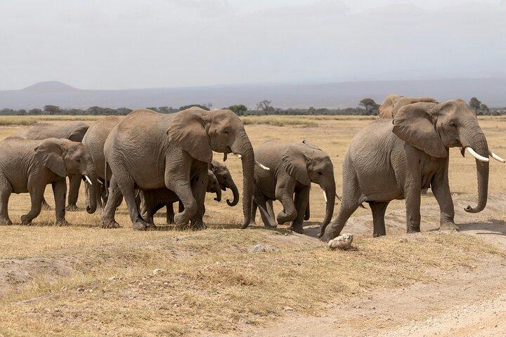 Excursion d'une journée au parc national Amboseli et au village Maasai