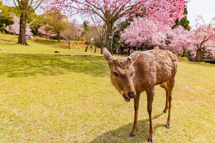 Kyoto & Nara 1 Day Private Charter Car Tour from Osaka or Kyoto