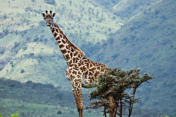 3 dages Serengeti og Ngorongoro-krateret enestående luksussafari