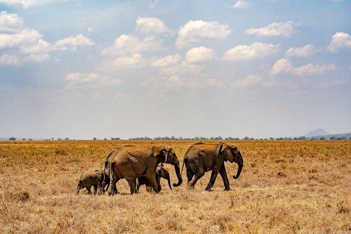 Il miglior safari privato di fascia media di 4 giorni nel Serengeti e Ngorongoro