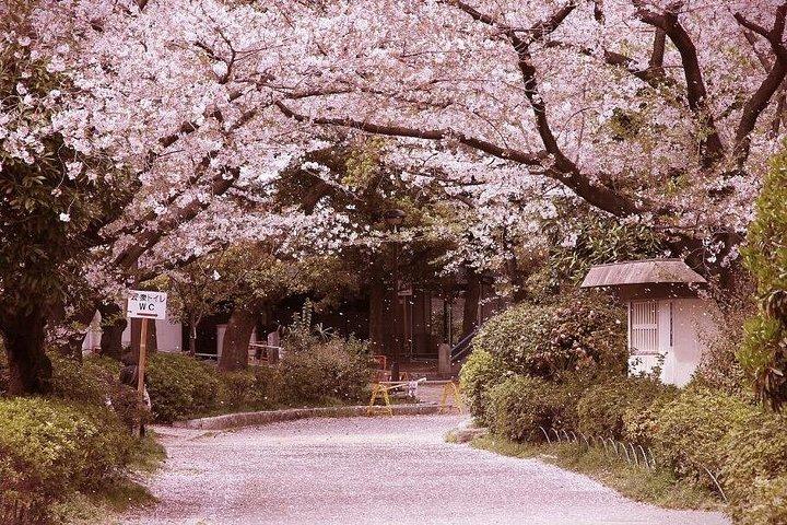 プライベートユニークな神戸の桜桜体験