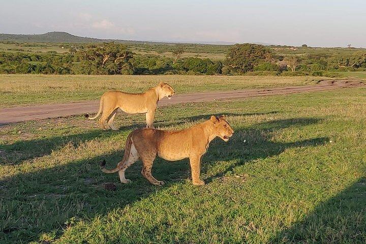 Gruppo che si unisce Safari notturno ad Amboseli