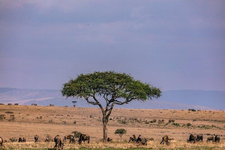 2泊3日 4x4ジープでMAASAI MARA SAFARIに参加