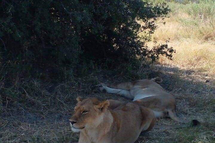 Viagem de um dia a Chobe