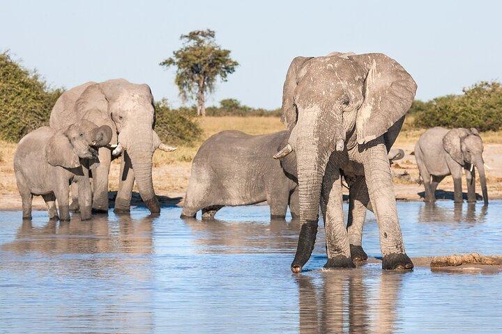 4 - ビクトリアフォールズとチョベサファリへの日帰り旅行