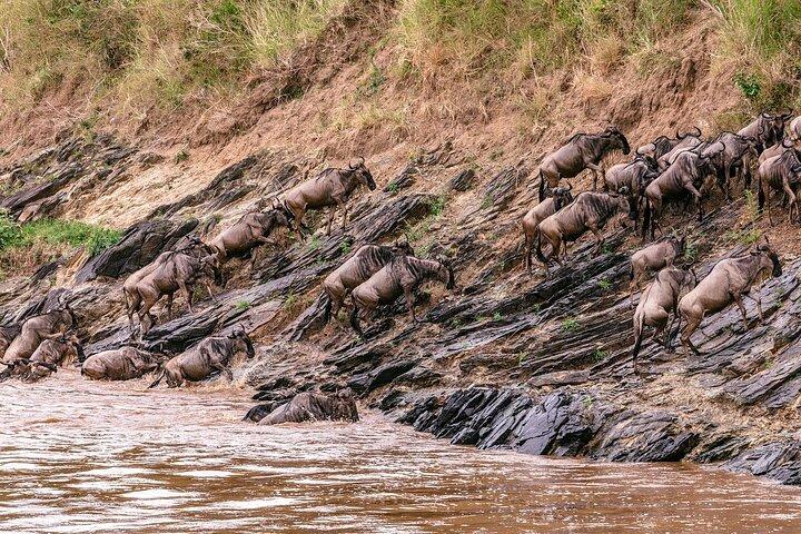 3 GIORNI 2 NOTTI GRUPPO JOINING MAASAI MARA SAFARI Utilizzando una jeep 4x4
