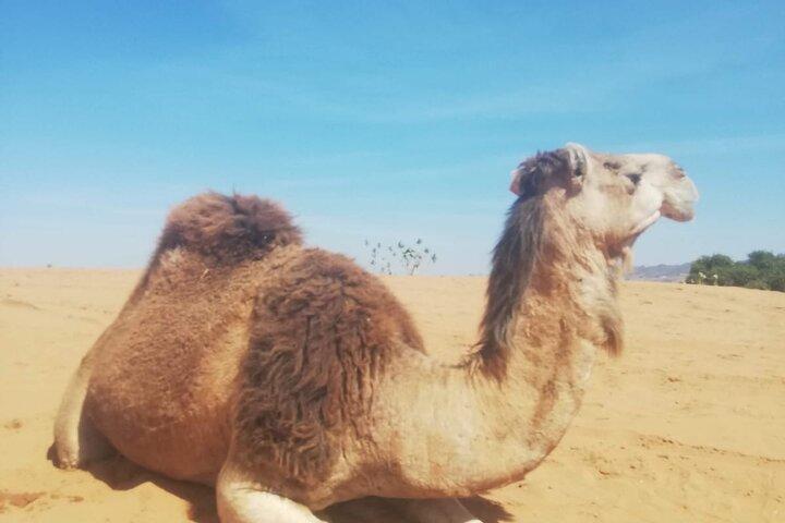 Agadir Camel Ride experience With Barbecue