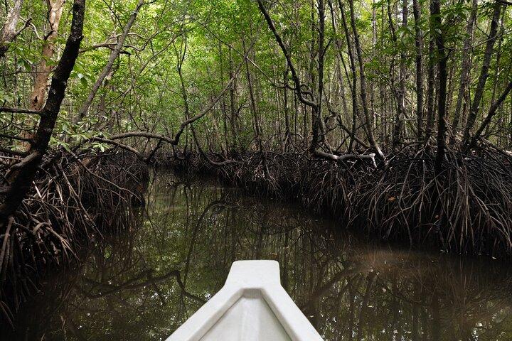 Excursion en bateau de 5 heures dans les mangroves à Langkawi