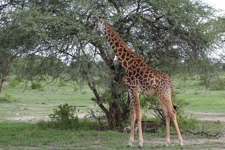 Nairobi National Park Private Half Day Tour