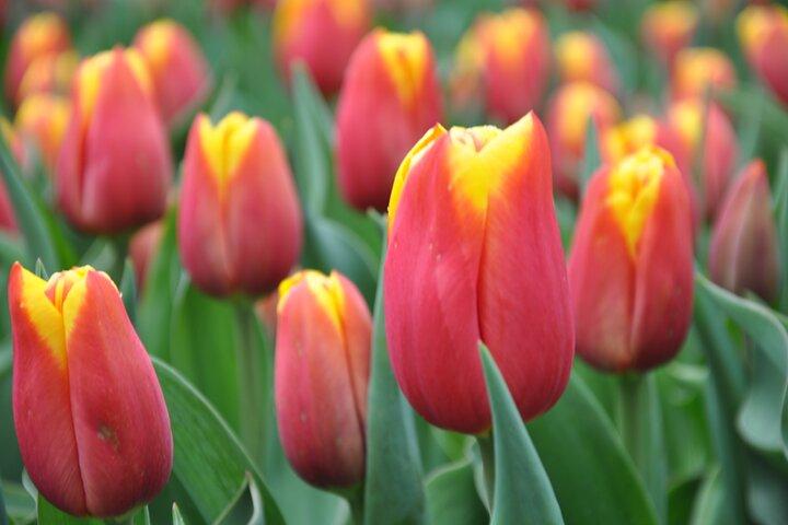 Private Off-the-beaten-path Tulip & Windmill Tour
