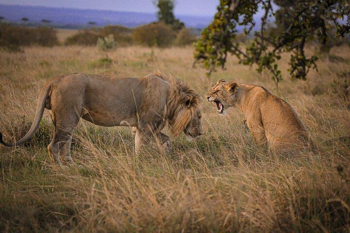 Los mejores 3 días 2 noches Tanzania Private Budget Camping Safari