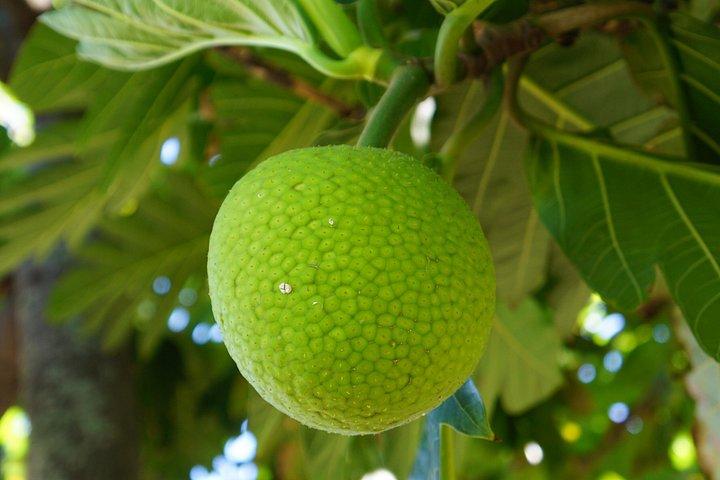Privat botanisk trädgårdsupplevelse i hjärtat av Maui