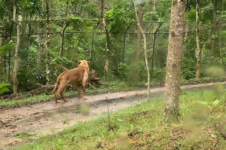 Cebu Safari Journeys