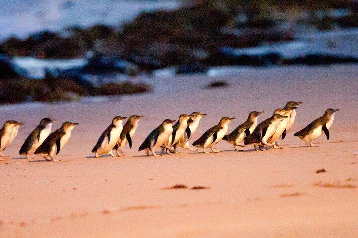 Visite en petit groupe de 2 à 7 personnes à Phillip Island et Churchill Island