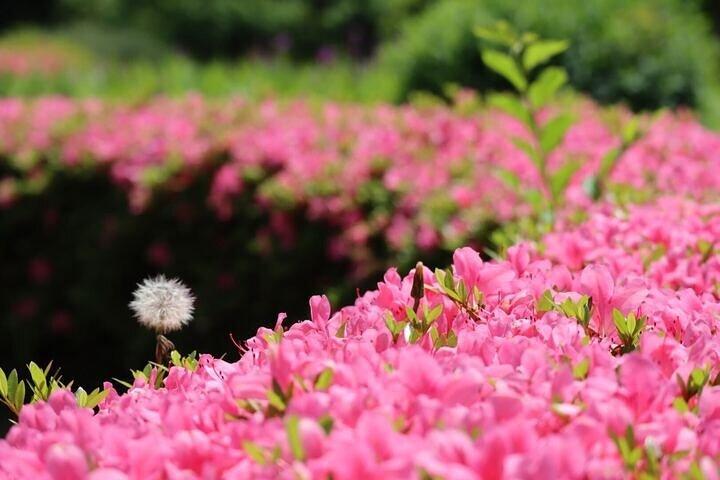 Wellnesstour Tsukiji & Hamarikyu Gardens - Wandelen, ontspannen en lunchen