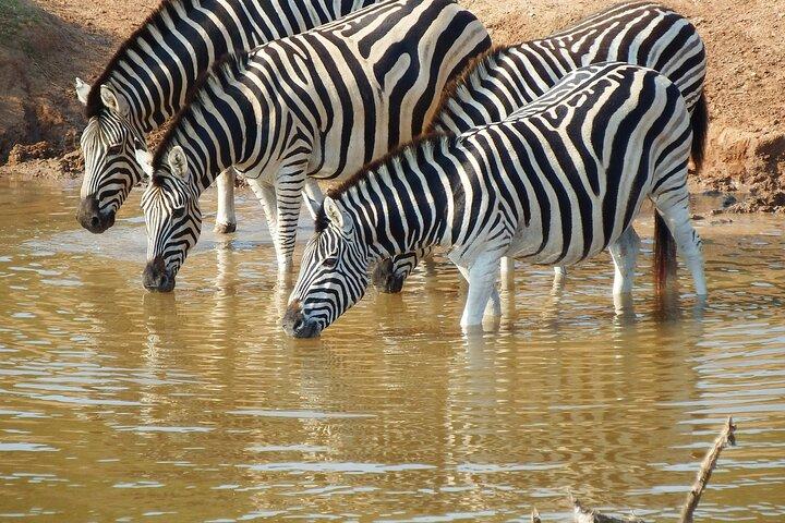 Il miglior safari privato di fascia media di 4 giorni nel Serengeti e Ngorongoro