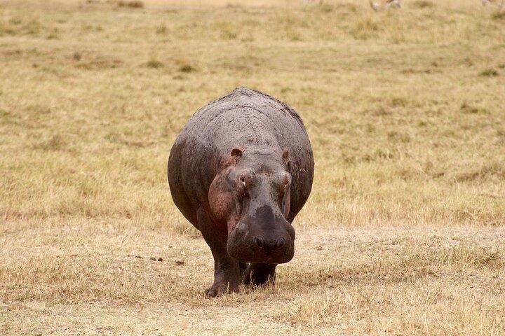 Tour privado de 4 días en safari de gama media en Tanzania