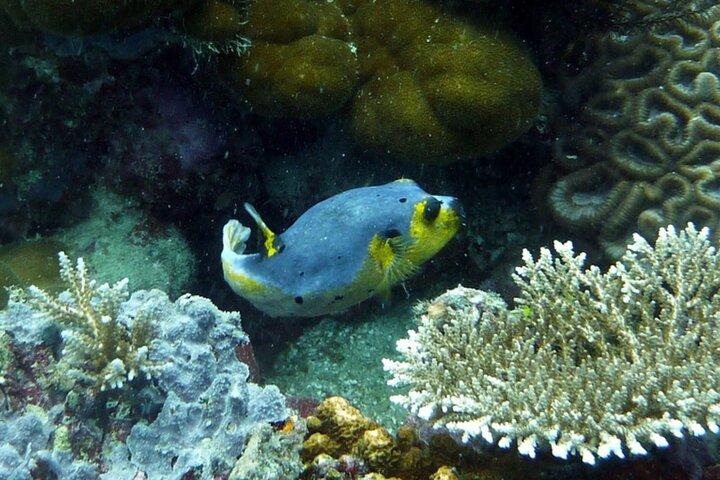 Plongée en apnée et saut d'île à Karimunjawa (visite partagée)