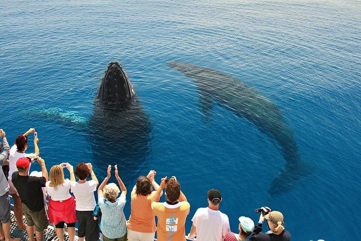 Hervey Bay Whale Watching Cruise