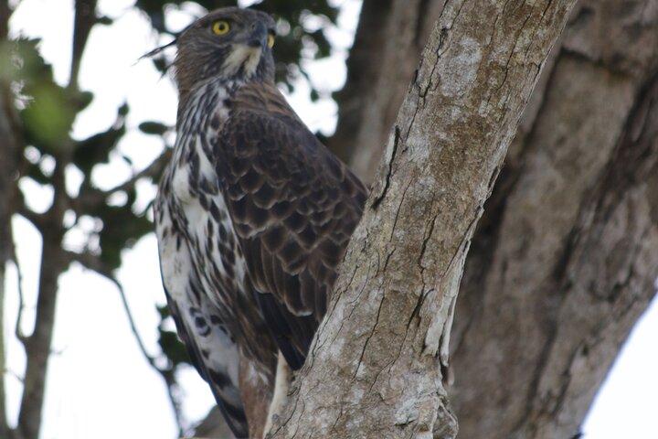 ウダワラワ国立公園プライベートサファリツアー