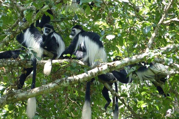 ナイロビ発キアンベス茶園ツアーとランチ