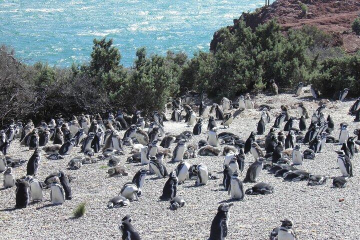 Punta Tombo pour Croisières Promenade parmi les Pingouins