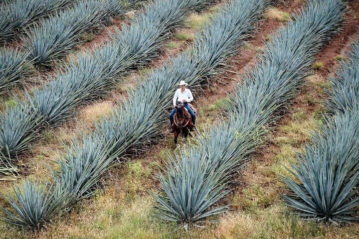 Experiência Privada da Cidade Tequila de Jalisco