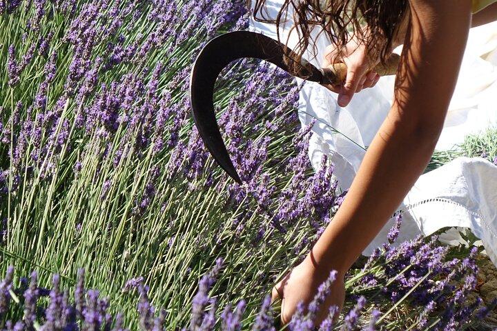 Workshop lavendel oogsten en distilleren in Bellegarde