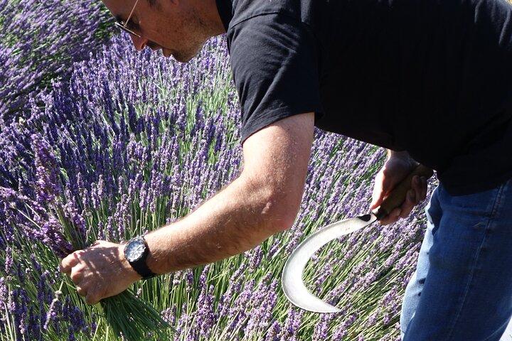 Workshop lavendel oogsten en distilleren in Bellegarde