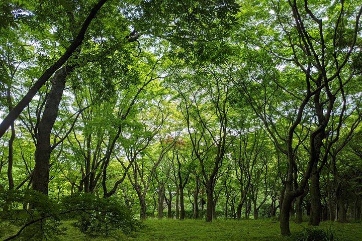 皇居東御苑ウェルネスツアー（昼食付き）