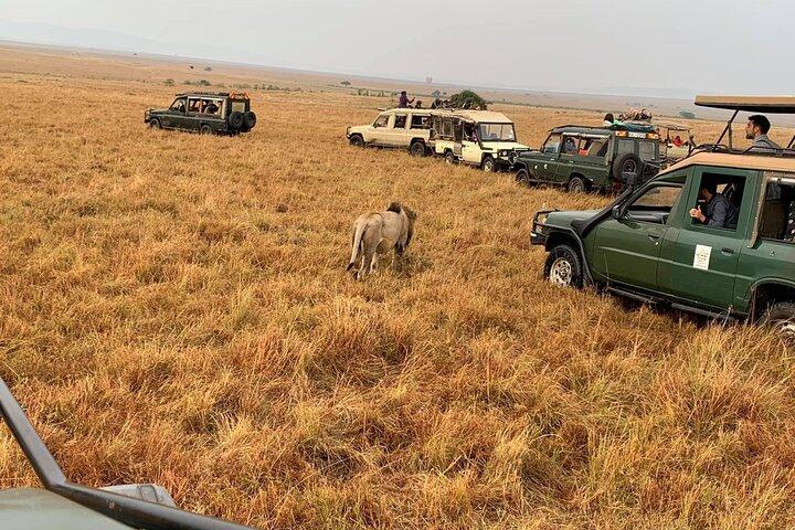 3 Dagen Best Of Masai Mara Safari-Luxe pakket