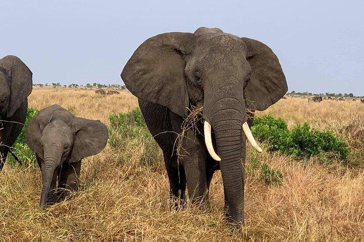 3 Dagen Best Of Masai Mara Safari-Luxe pakket