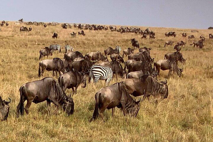 3 Dagen Best Of Masai Mara Safari-Luxe pakket