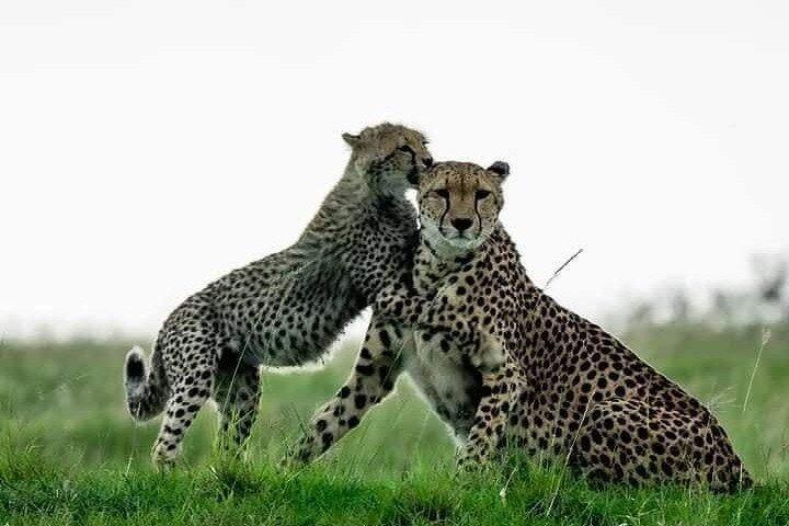 3 Dagen Best Of Masai Mara Safari-Luxe pakket