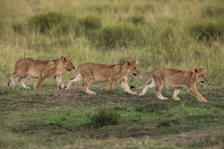 3 Dagen Best Of Masai Mara Safari-Luxe pakket