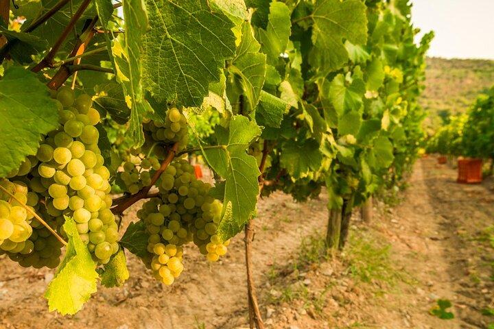 De Milão Dia Inteiro em Franciacorta 2 Vinícolas e Almoço
