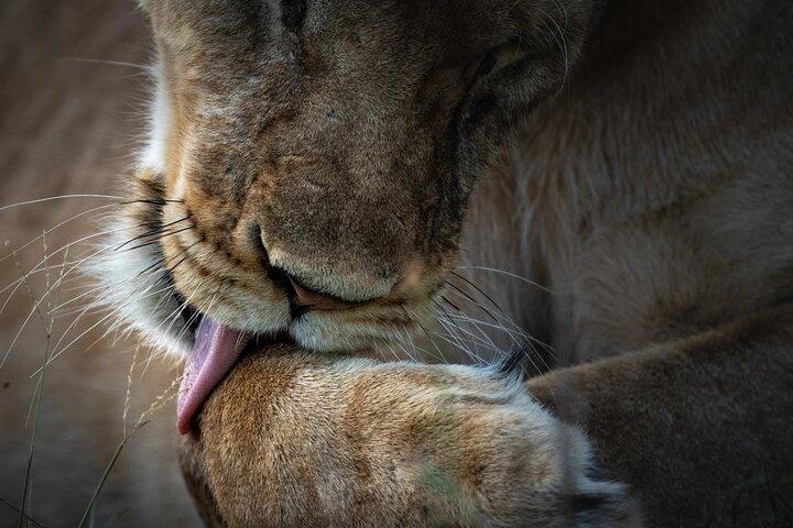 4 dagars privat vildmarkssafari i Arusha