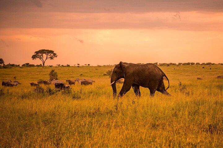 4 dagars privat vildmarkssafari i Arusha
