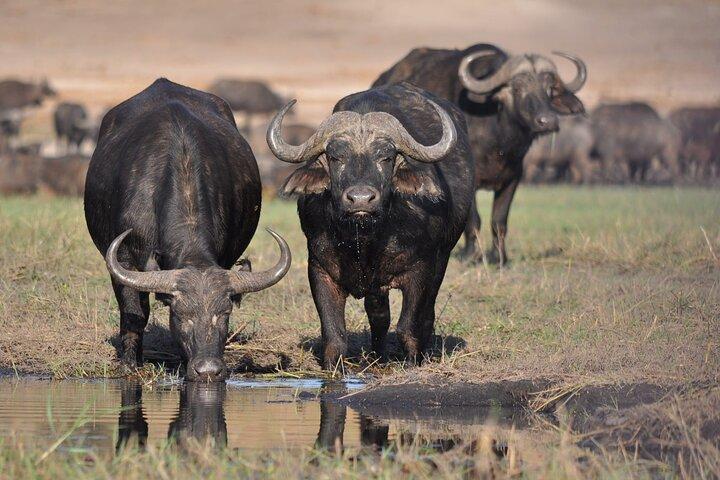 Safari de gama media de 3 días en Serengeti y Ngorongoro