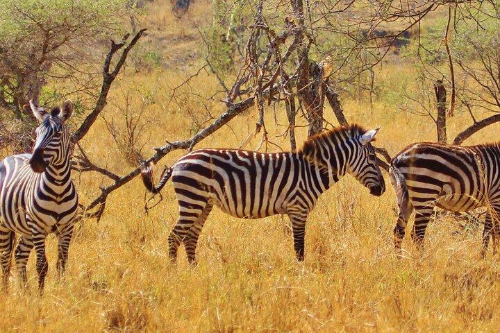 Safari de gama media de 3 días en Serengeti y Ngorongoro