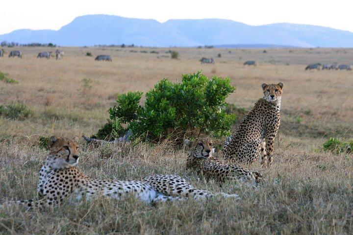 Safari de gama media de 3 días en Serengeti y Ngorongoro