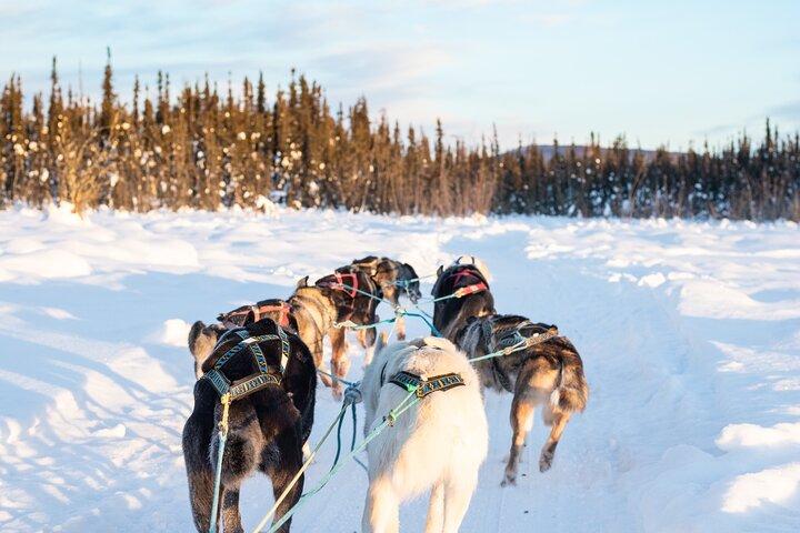 Trineo tirado por perros privado con guía en el histórico Yukon Quest Trail