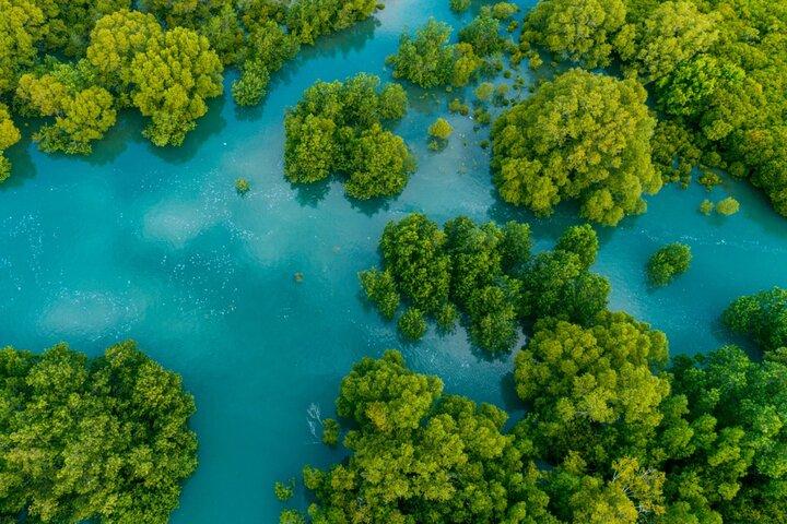 Mangrove-kajaktocht | Manuel Antonio