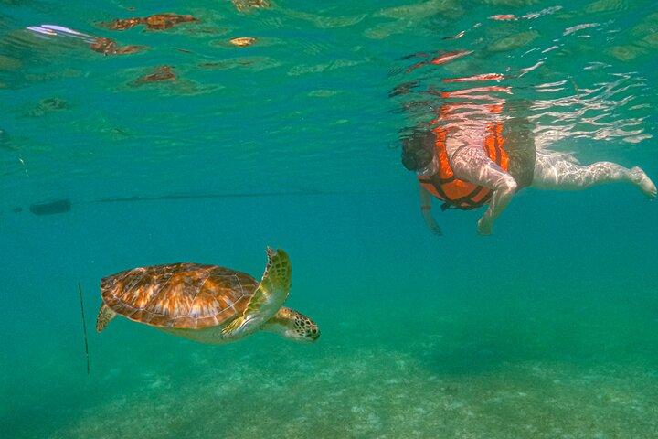 Swim with akumal turtles