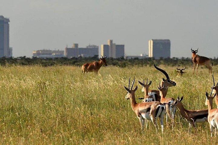 ナイロビ国立公園とキリンセンター日帰りツアー