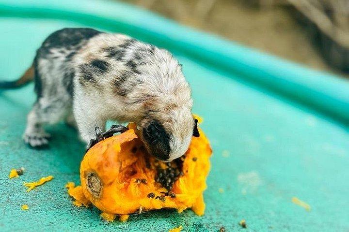 パナマ運河：ガトゥン湖野生動物ボートツアー